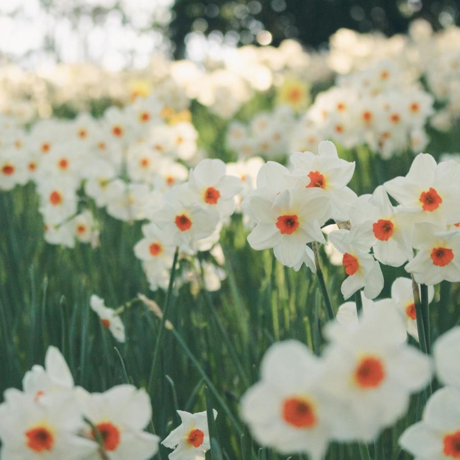 a group of white flowers