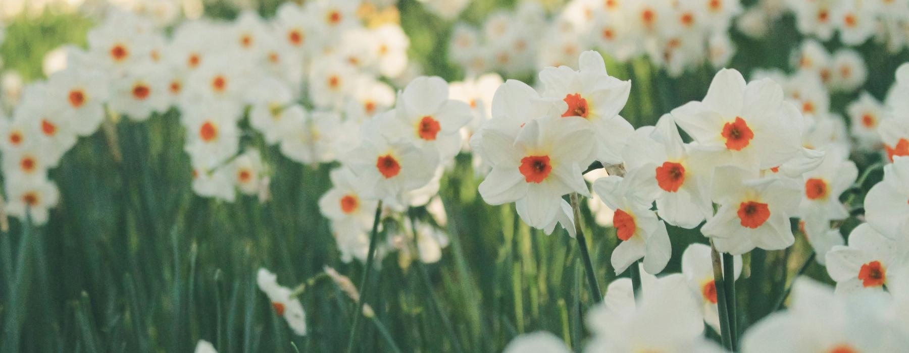 a group of white flowers