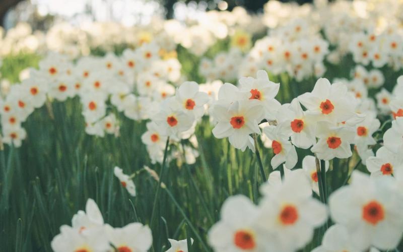 a group of white flowers